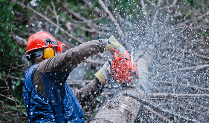 Tree Cutting